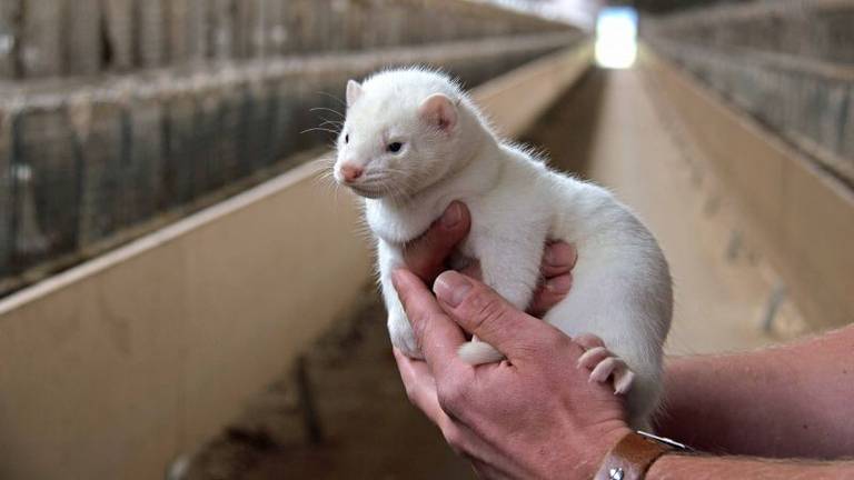 Nertsen worden extra goed in de gaten gehouden (foto: NFE).