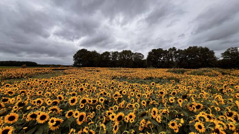 De zonnebloemen in Etten-Leur steken mooi af tegen de zwaarbewolkte lucht (foto: Henk Voermans).