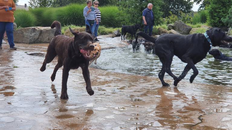 Blije labradors tijdens Labradordag