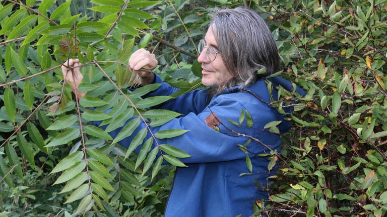 Wouter plukt wat blaadjes van de Chinese Mahonieboom: ze proeven als Franse uiensoep.