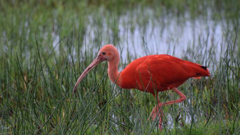 De rode ibis bij Vught (foto: Fleur Kuipers).