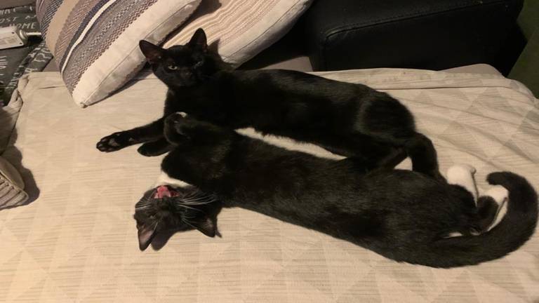 Kat Jut doodgeschoten met luchtbuks: 'Het is een grote nachtmerrie'