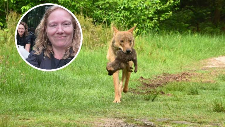 Beruchte wolf weken geleden al door Claudia vastgelegd