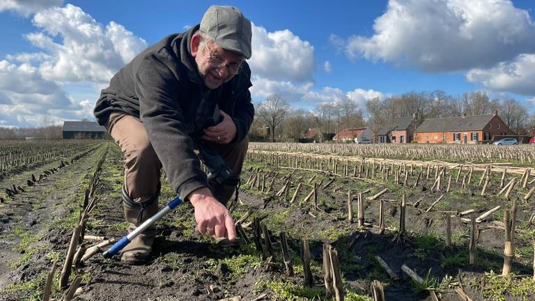 Theo van de Voort op het maïsveld waar hij de vondst deed (foto: Brabants Landschap).