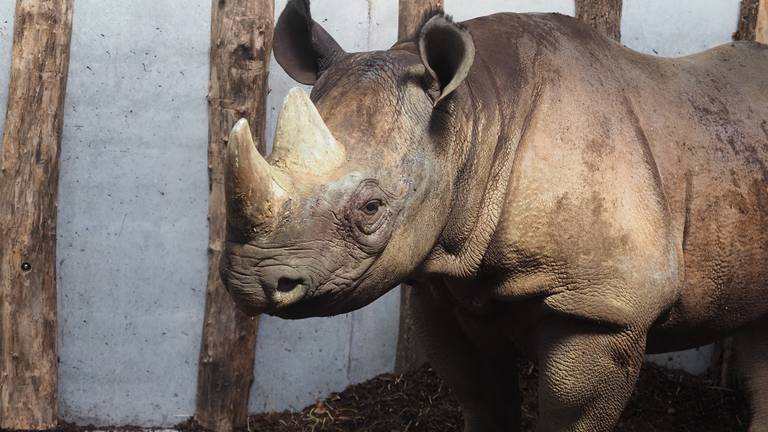 Vrouwtje Ebi is nieuw in de Beekse Bergen (foto: Beekse Bergen/Mariska Vermij-van Dijk).