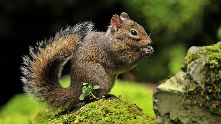 Vergis je niet in de Pallas' eekhoorn (foto: ANP).