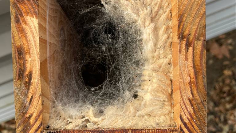 Een nestkastje met een op het oog onbekend spinsel (foto: Wim Poels).