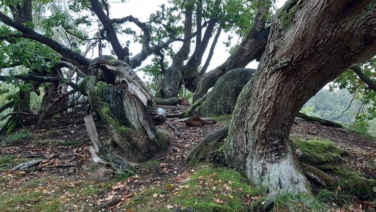 De kruin van een ondergestoven eikenboom (foto: Jan Schilders).