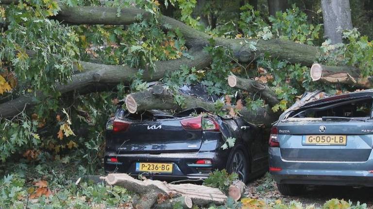 De boom verpletterde dertien auto's (Foto: SQ Vision).