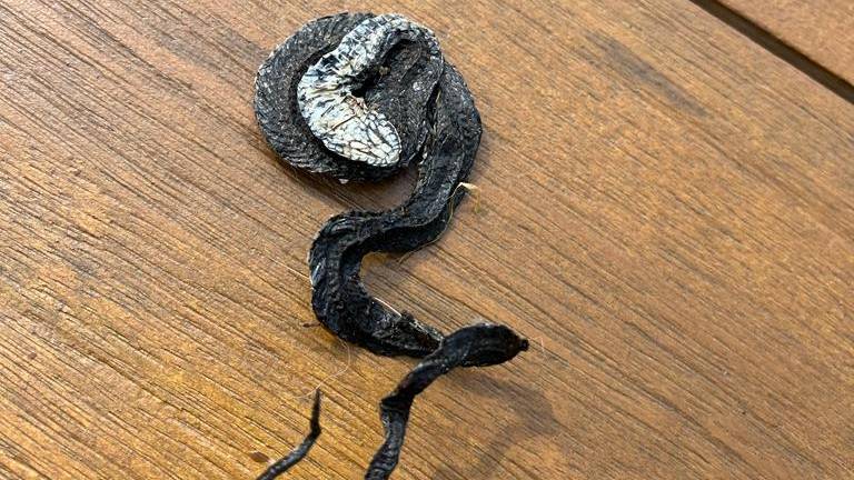 Een slang heeft een jasje uitgedaan (foto: Laura Bouman). 