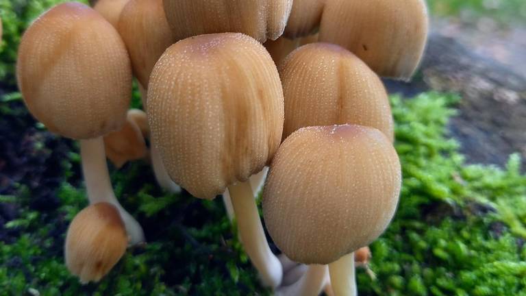 De paddenstoelen die Nienke Verbeek fotografeerde.