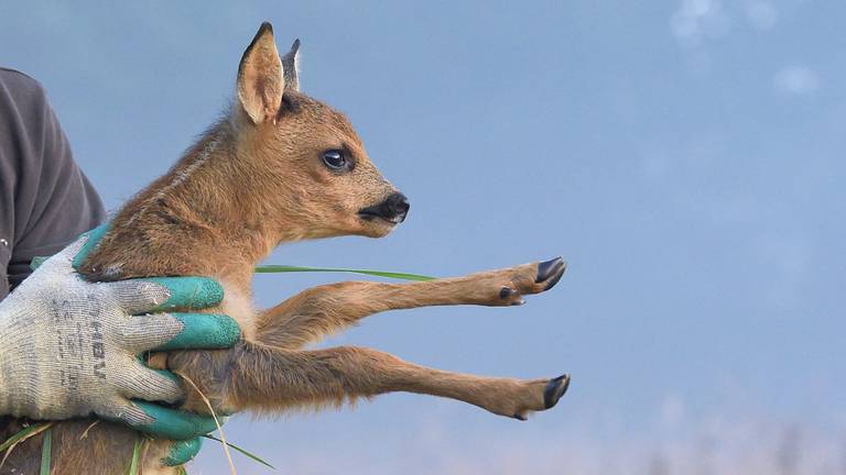 Een van de geredde reekalfjes (foto: Robert Jan Asselbergs).