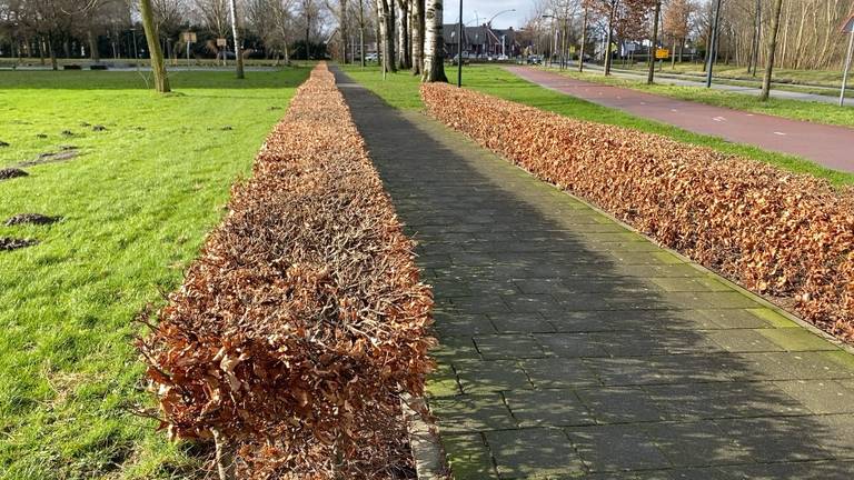 Boxtel moet bezuinigen en wil daarom heggen weghalen om te besparen op het onderhoud