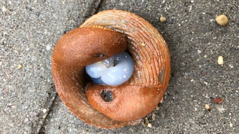 The mating of two brown snails (photo: Lieke Dijks).