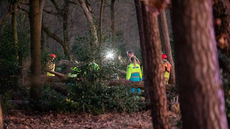 Man komt om het leven nadat boom op hem valt