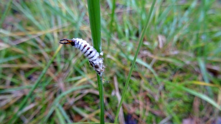 Loes was benieuwd naar wat ze hier precies zag (foto: Loes Westgeest).