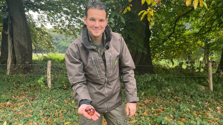 Volgens boswachter Erik de Jonge is een handje kastanjes geen probleem (foto: Omroep Brabant).