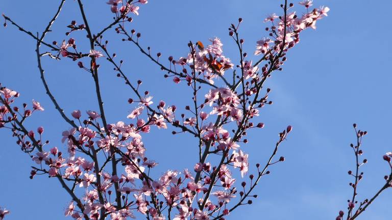 We mogen ons verheugen op zonniger weer (foto: Martha Kivits).