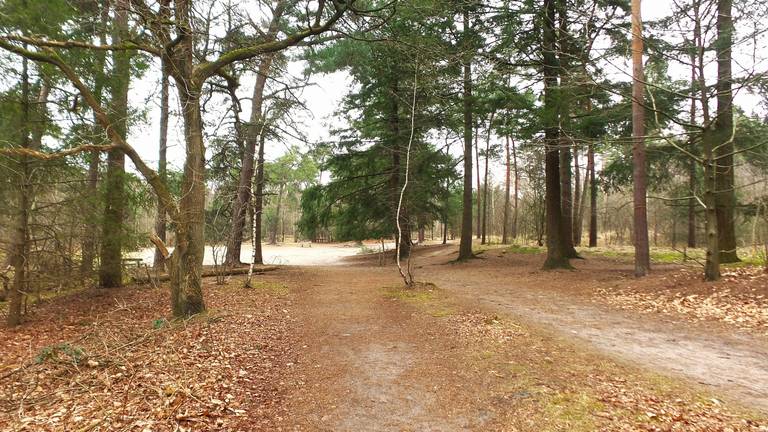 Het Mastbos in Breda (Foto: Henk Voermans)