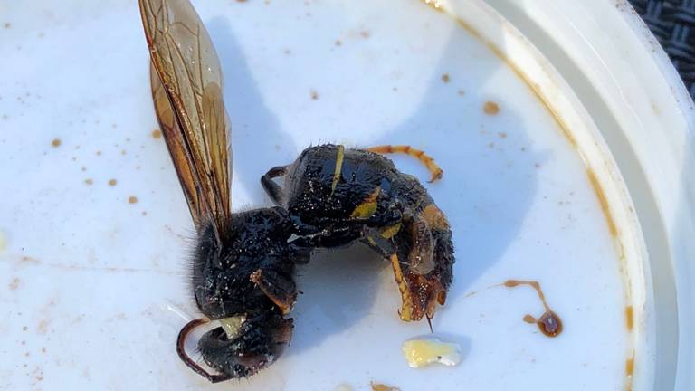 De Aziatische hoornaar die in Heeze is doodgeslagen (foto: Mari de Bijl/Twitter).