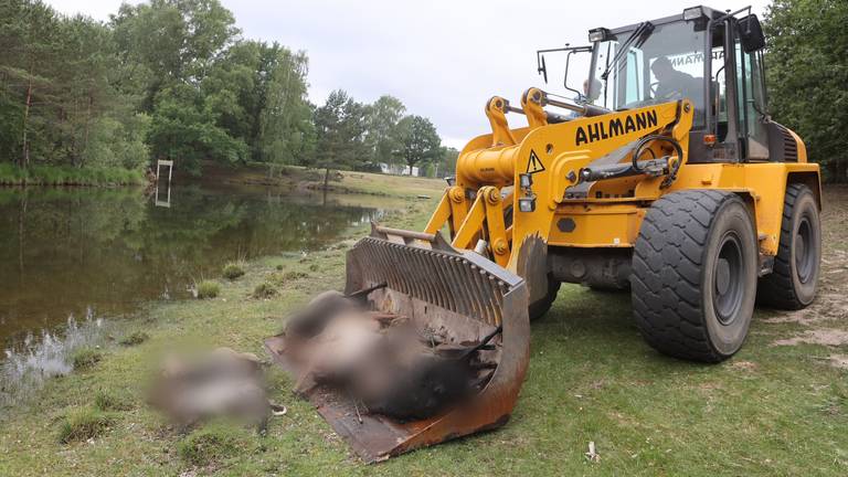 Negentien schapen doodgebeten door honden in natuurgebied Rosmalen