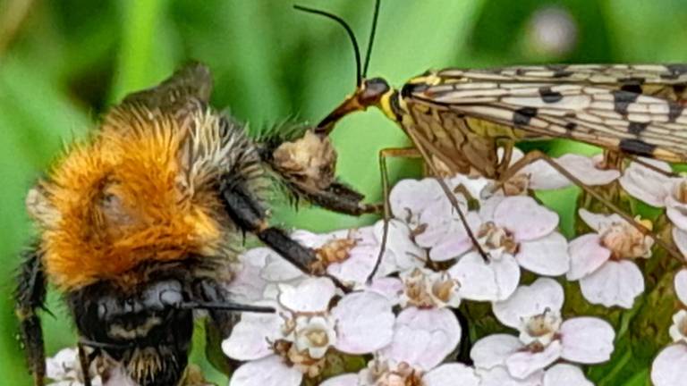 Duitse schorpioenvlieg valt een hommel aan (foto Corinne van den Brand).