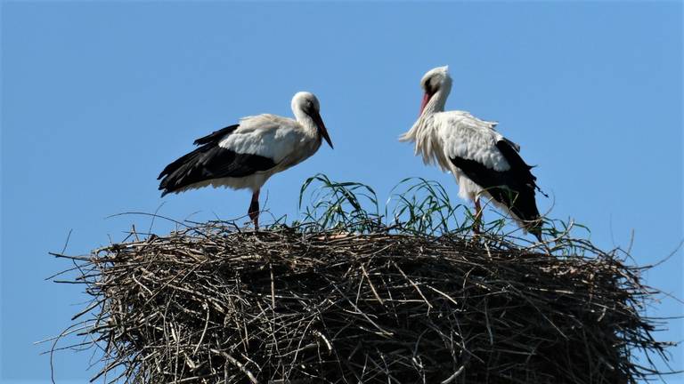 Ooievaars op hun nest.  Foto: Mart K.