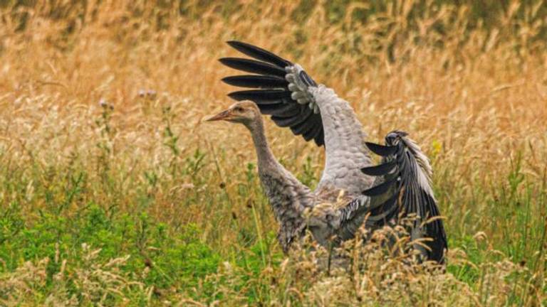 Het eerste kraanvogelkuiken in de Brabantse Peel.