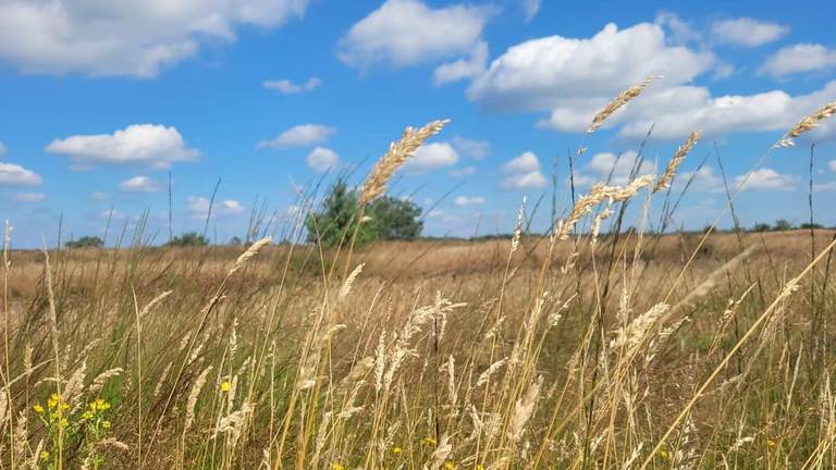 De Strabrechtse Heide staat er fraai bij (foto: Shyamen Bollen).