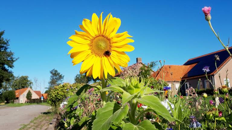 Nog even doorbijten en daarna is dit weer het uitzicht (Foto: Jolanda Pelkmans).