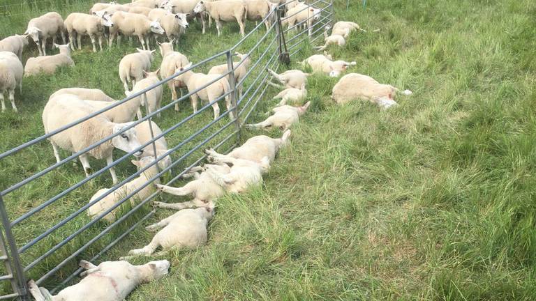 Dode schapen in de polder bij Hedikhuizen.