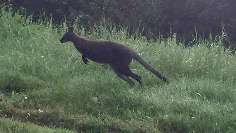 De ontsnapte kangoeroe (foto: Peter Leunissen).