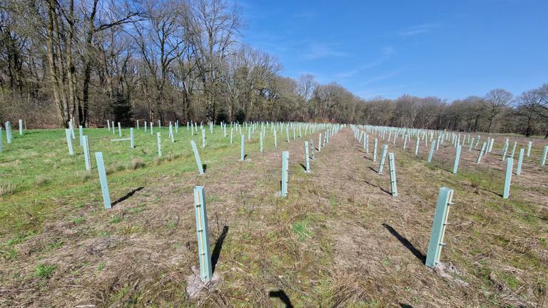 De jonge boompjes in het Burgerbos beschermd door plastic kokers