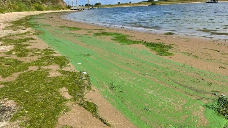 Gifgroen strandje langs de Afgedamde Maas bij Veen (Foto: Gemeente Altena) 