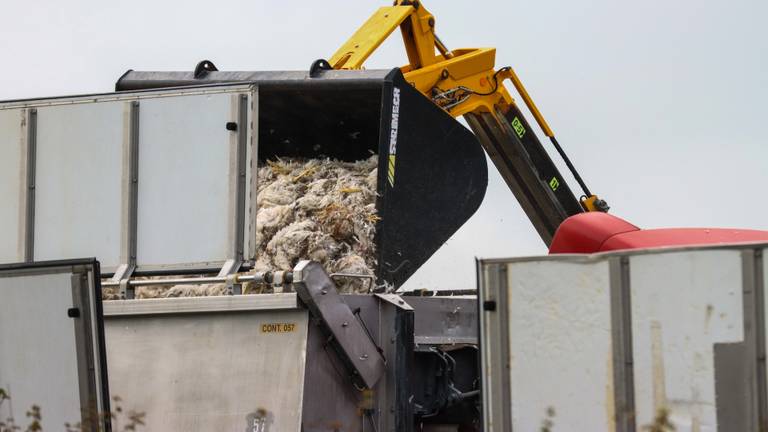 Een pluimveebedrijf wordt geruimd na vogelgriep (archieffoto: ANP).