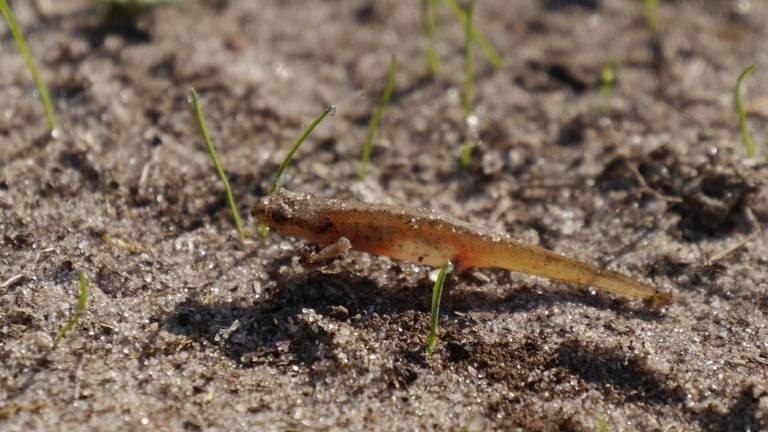 Een kleine watersalamander (foto: Joke Snoeren-Broeders).