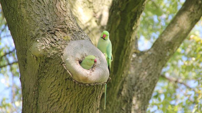 Halsbandparkieten bij een nest in een boom (foto: Pixabay).