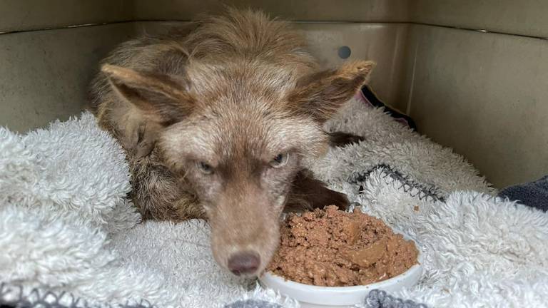 De vos in Beers werd na een uur gevangen (foto: Facebook Dierenambulance Hokazo).