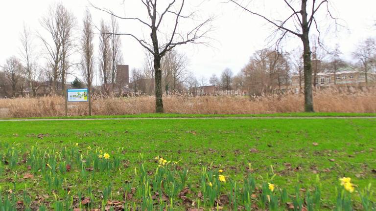 In het Liniepark in Breda zijn de eerste narcissen al uitgeschoten (foto: Henk Voermans)