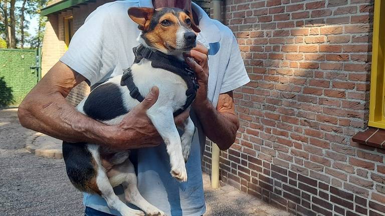 Zo gaat het nu met de honden die werden gered van de foute fokker in Eersel