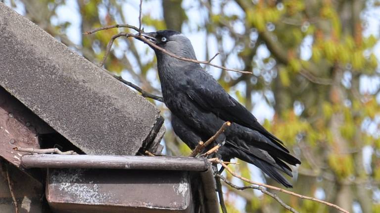 Kauwen nestelen vaak onder dakpannen (foto: Robert te Veele).