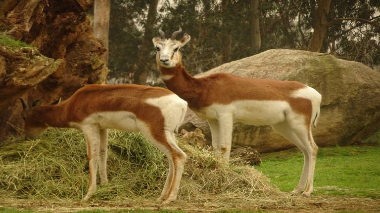 Er komen in totaal vijf mhorrgazellen naar Overloon (foto: ZooParc Overloon).