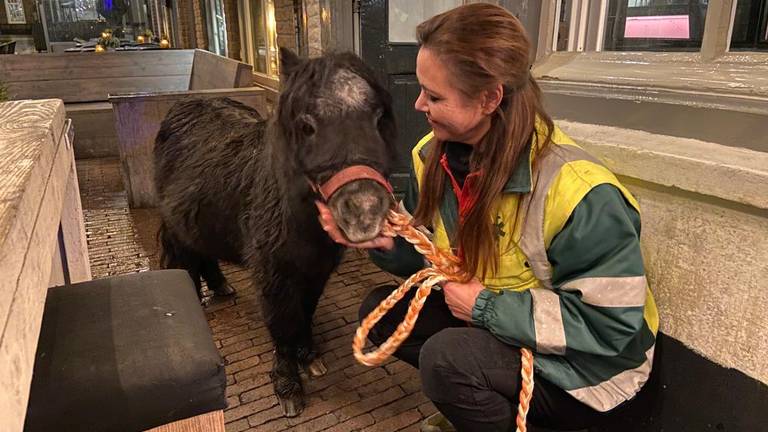 Foto: Dierenambulance Den Bosch.