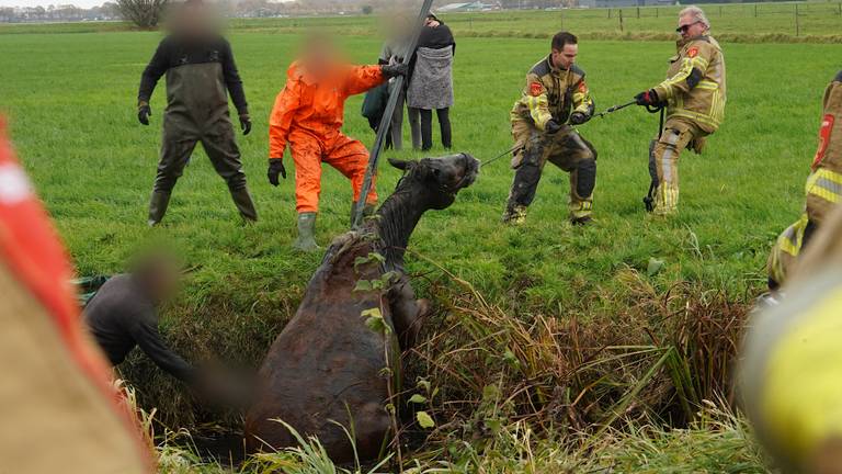 Paard komt terecht in sloot (foto: Jeroen Stuve / Persbureau Heitink)