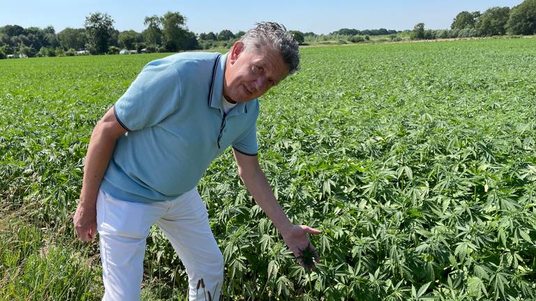 Marti de Brouwer in het veld met wietplanten (foto: Tom van den Oetelaar).