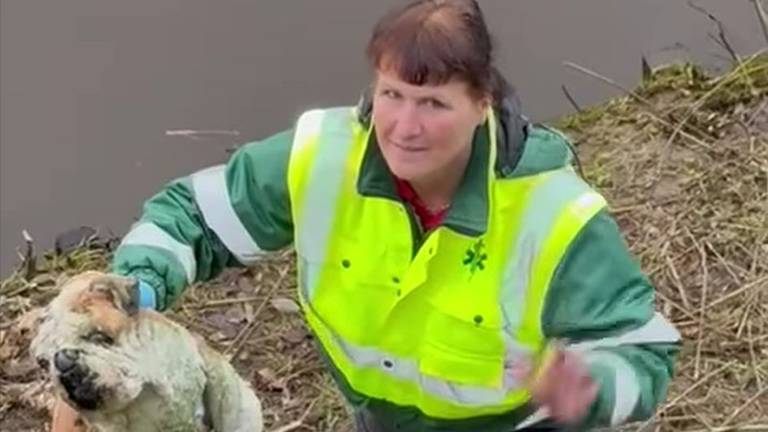 Het geredde hondje in Den Bosch (foto: Dierenambulance Den Bosch).