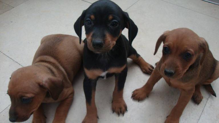 Vergelijkbare puppy’s, een kruising van een Jack Russels en een Boeren Fox (foto: politie Cuijk). 