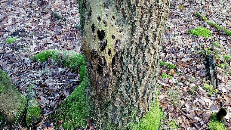 Het mysterieuze nest aan een boomstam. (Foto: Paul Steenhouwer)