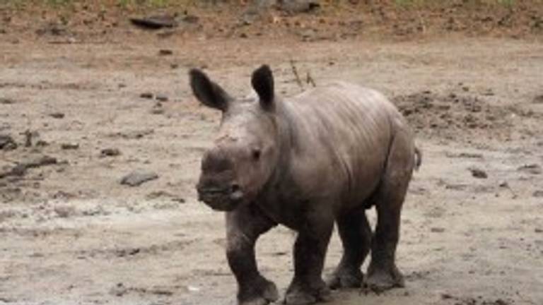 Babyneushoorn Ravy zet z'n eerste stapjes buiten (foto: Beekse Bergen/Mariska van Dijk)