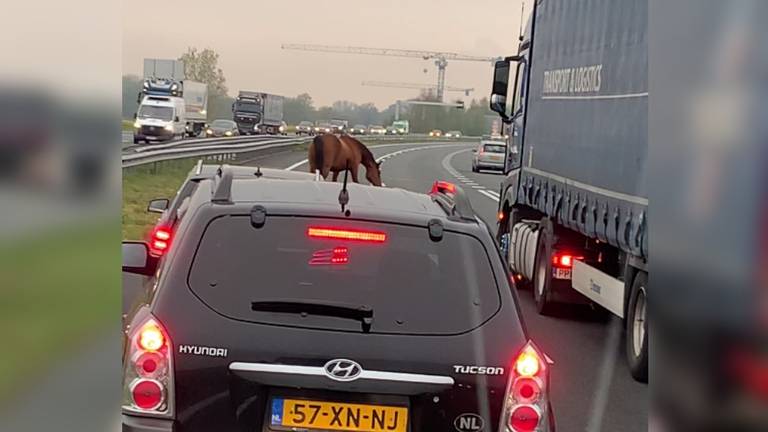 Foto: Dirk de Jong